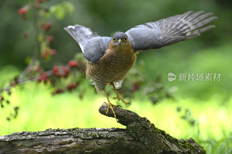 雄性欧亚雀鹰(Accipiter nisus)